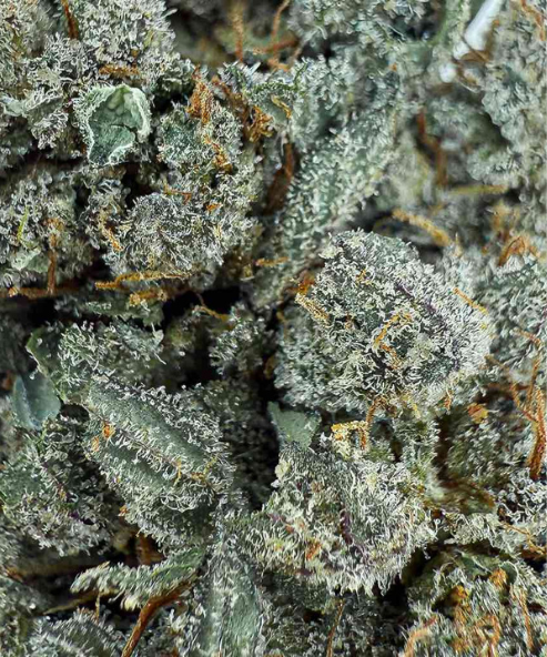 Sour Diesel CALI 2